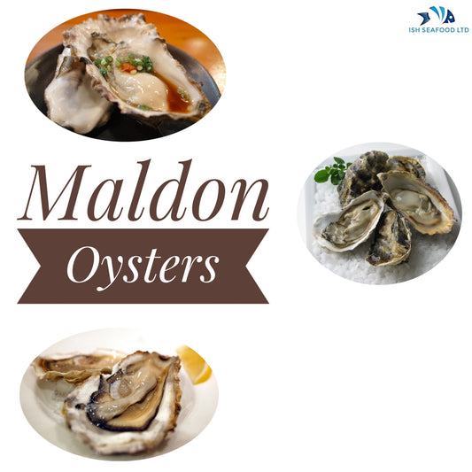 Maldon Oysters