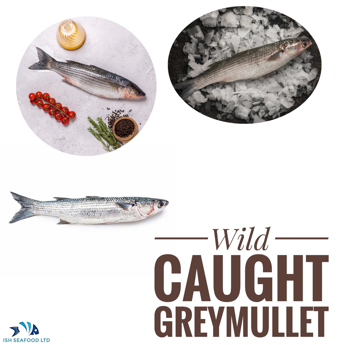 Grey Mullet