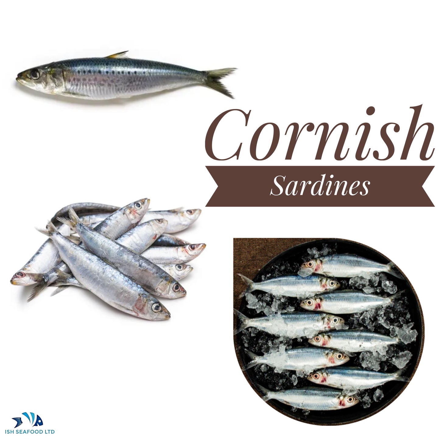 Sardines