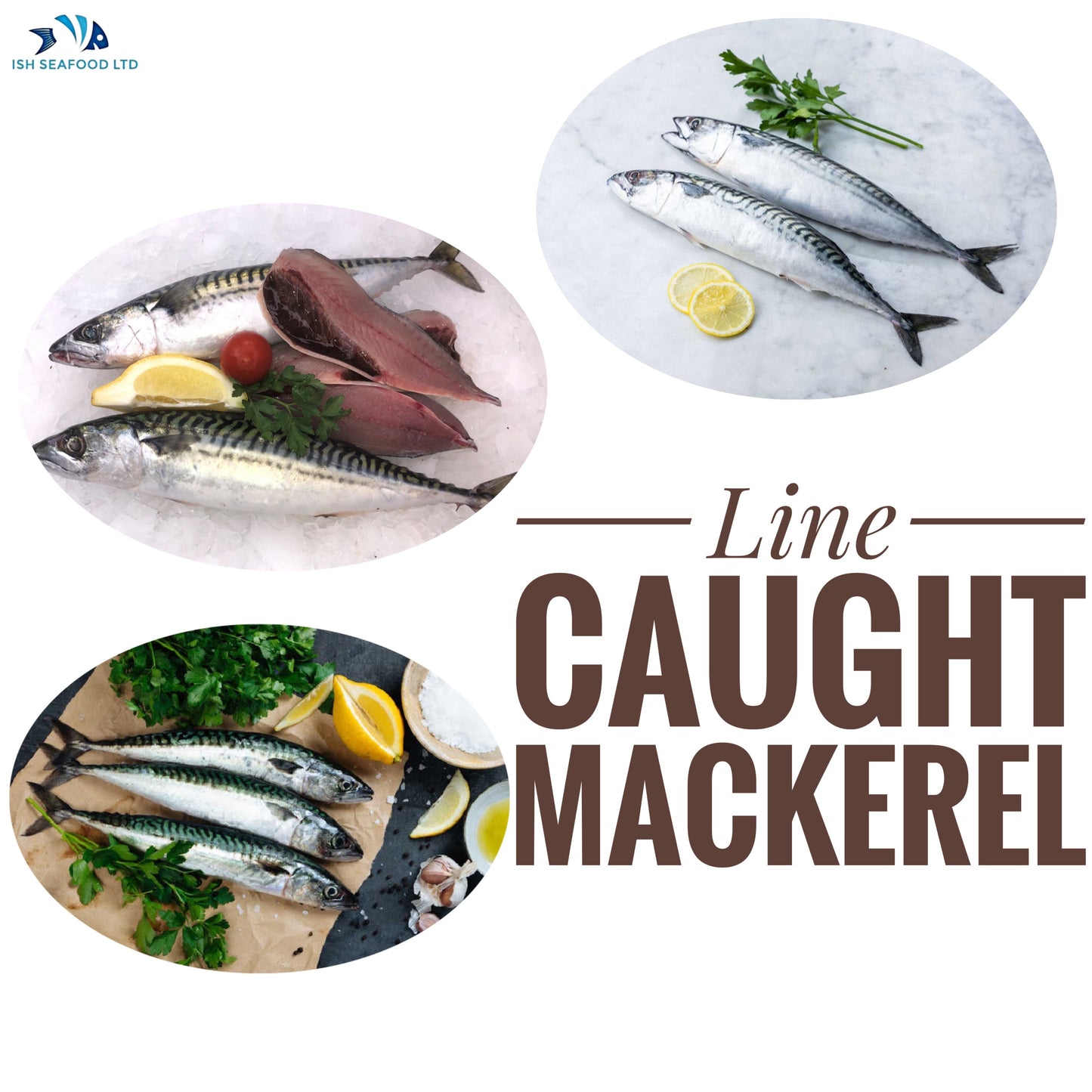 Mackerel