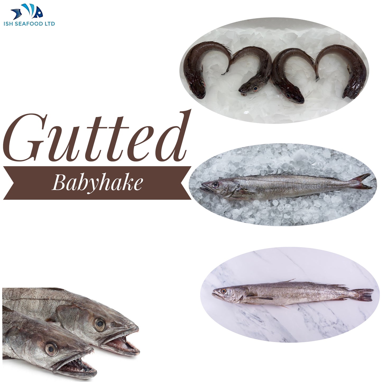 Gutted Babyhake