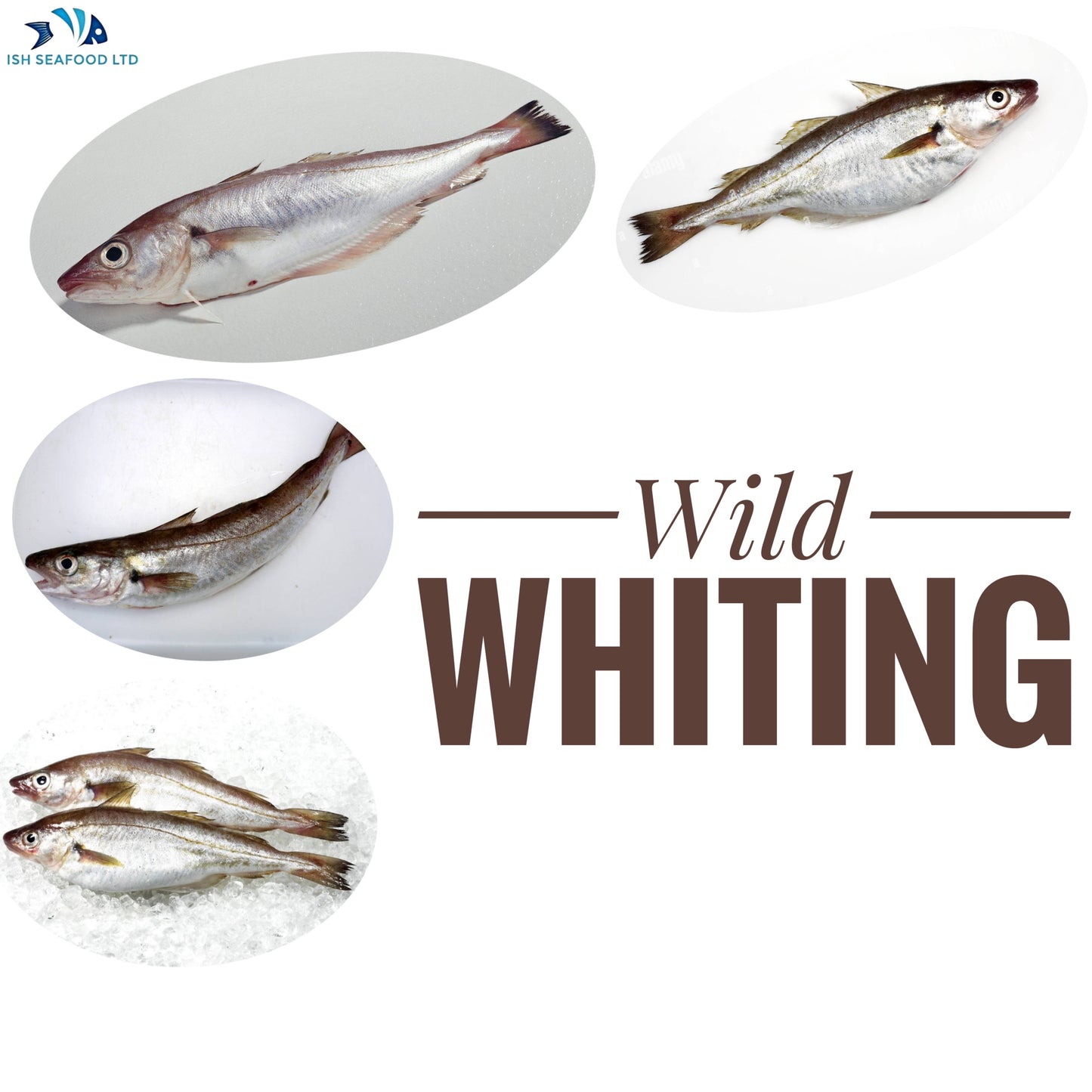 Whiting