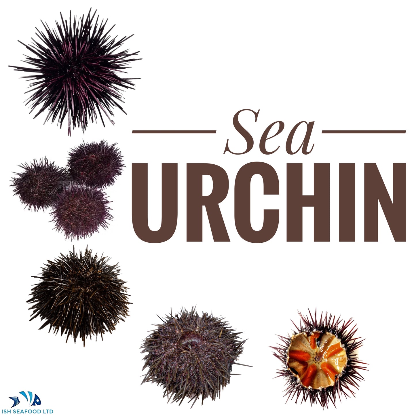 Sea Urchin