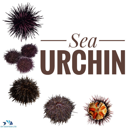 Sea Urchin