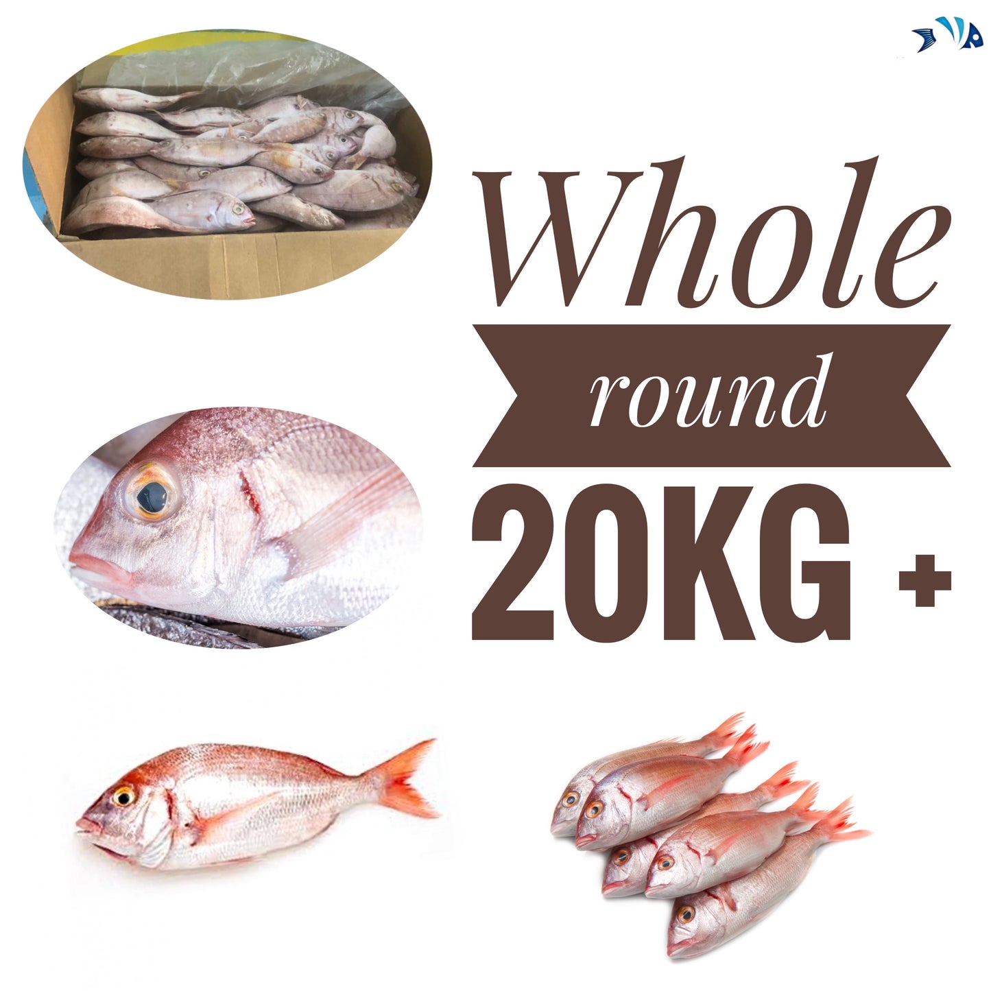 Whole round 20kg+