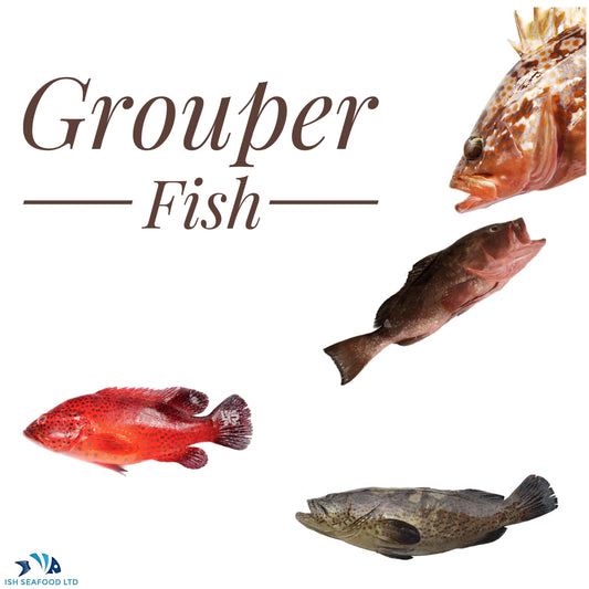 Grouper fish