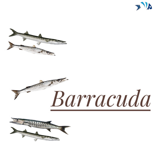Barracuda