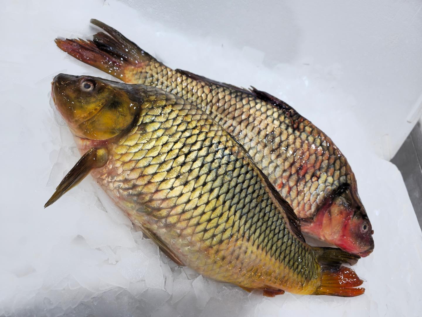 Carp