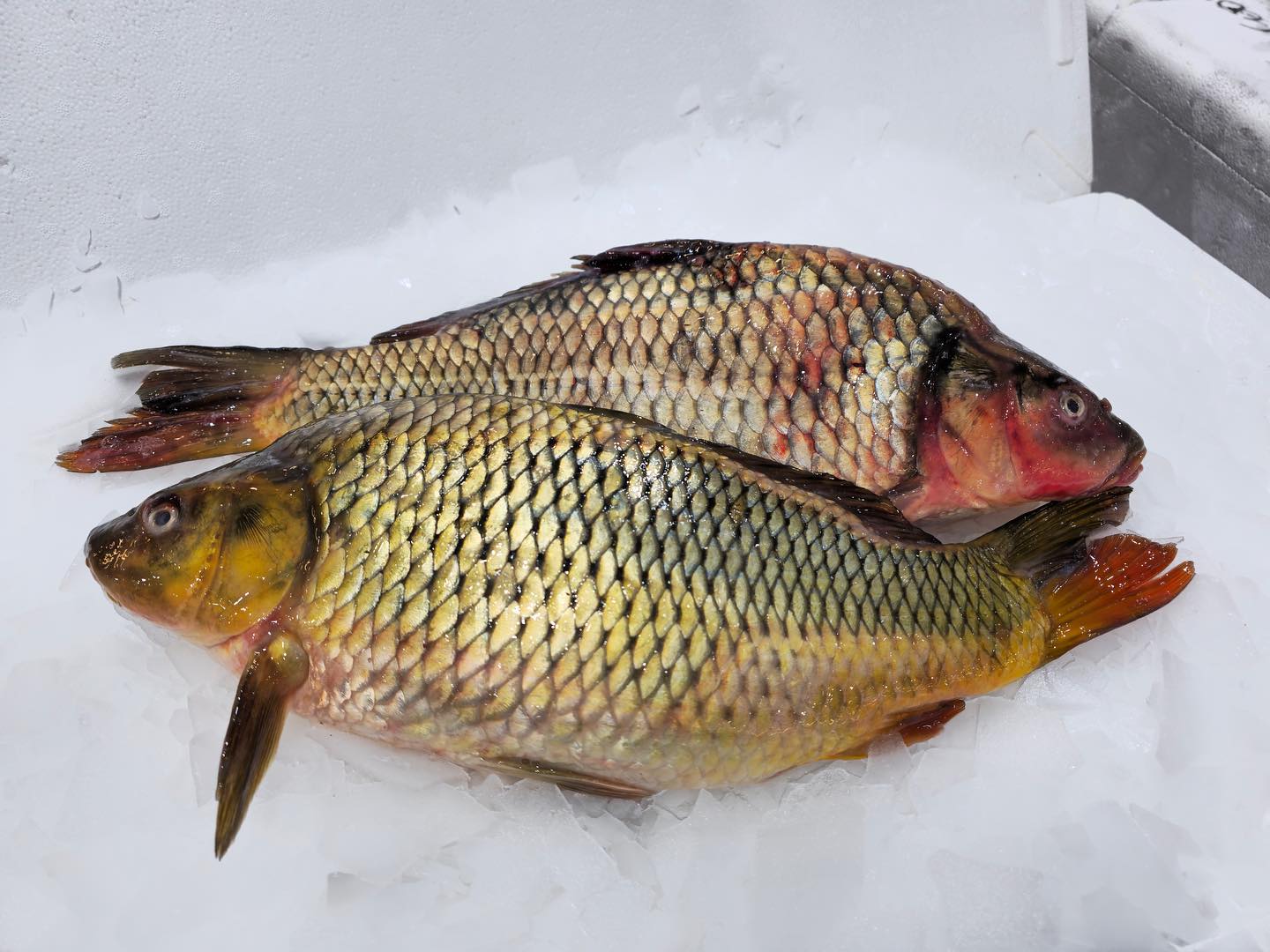 Carp