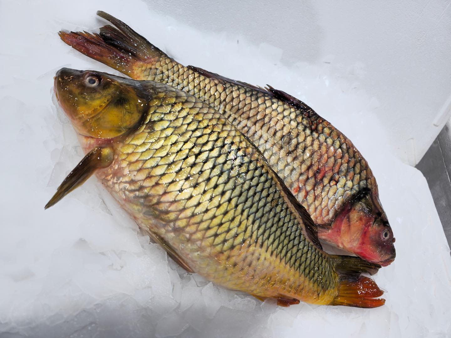 Carp
