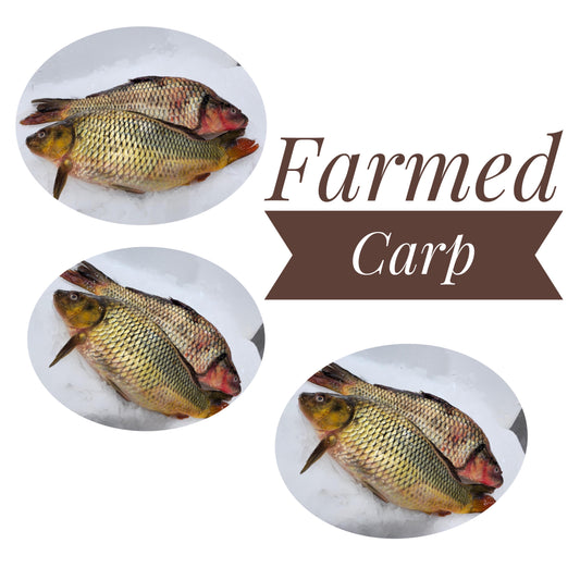 Carp