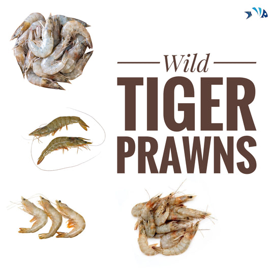 Wild tiger prawns