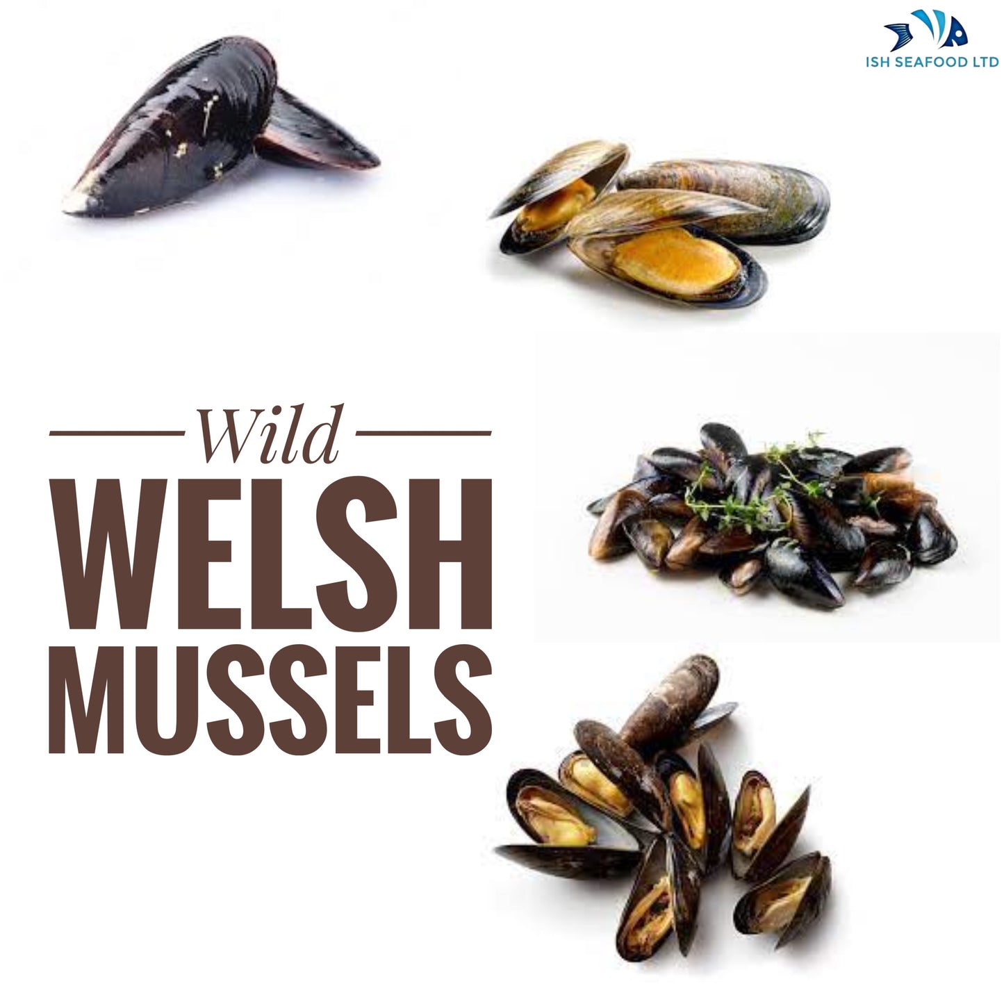 Wild Welsh Mussels