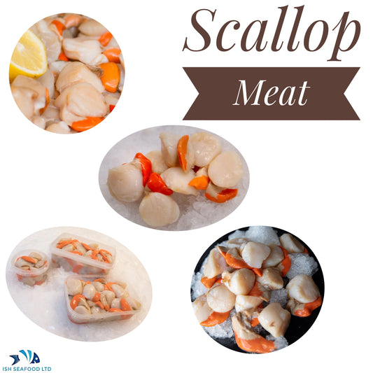 Scallop Meat