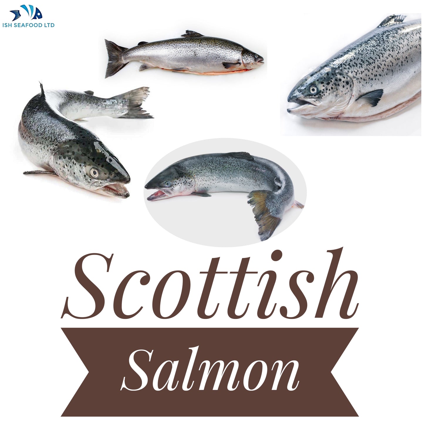 Scottish Superior Salmon