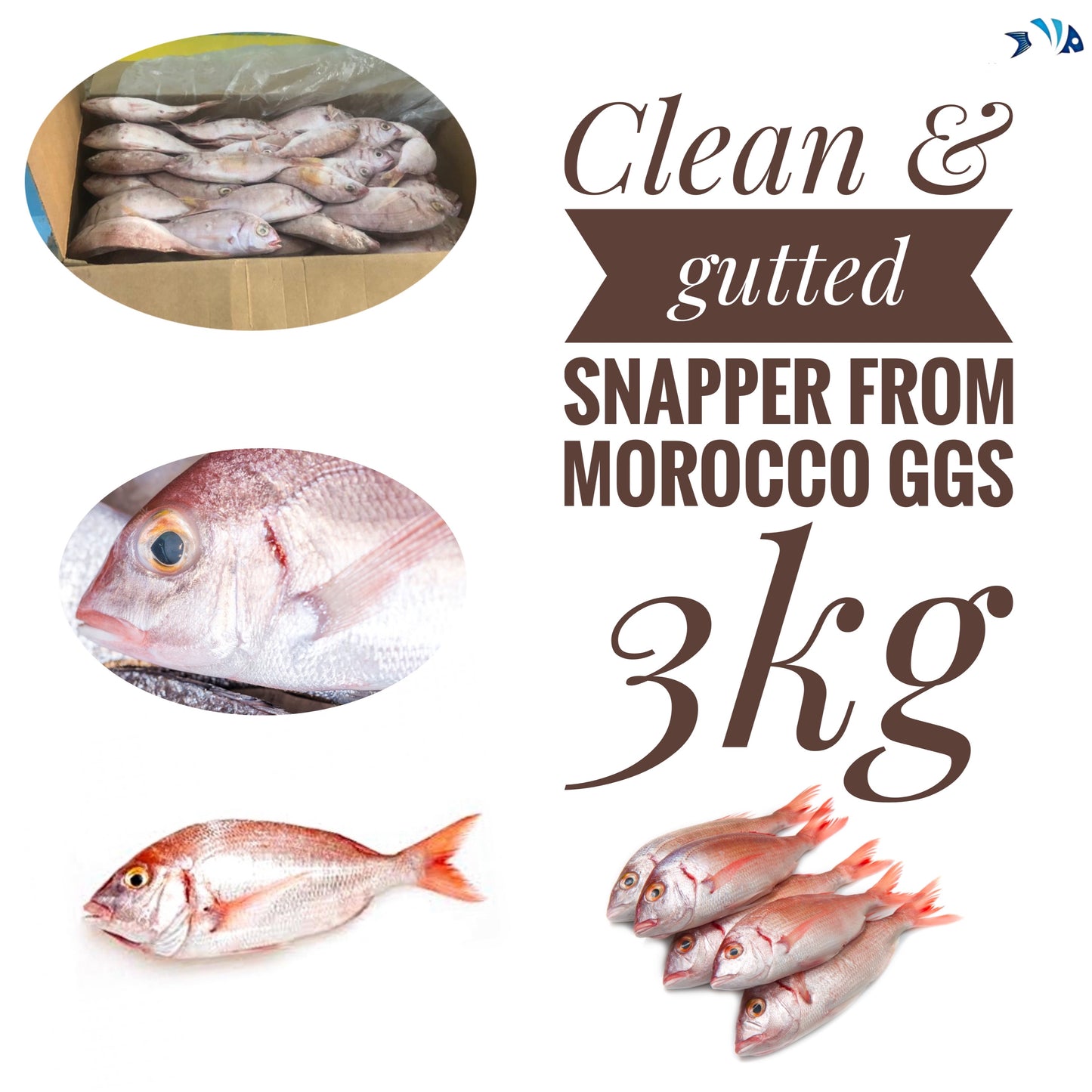 Clean & gutted snapper from Morocco ggs 3kg