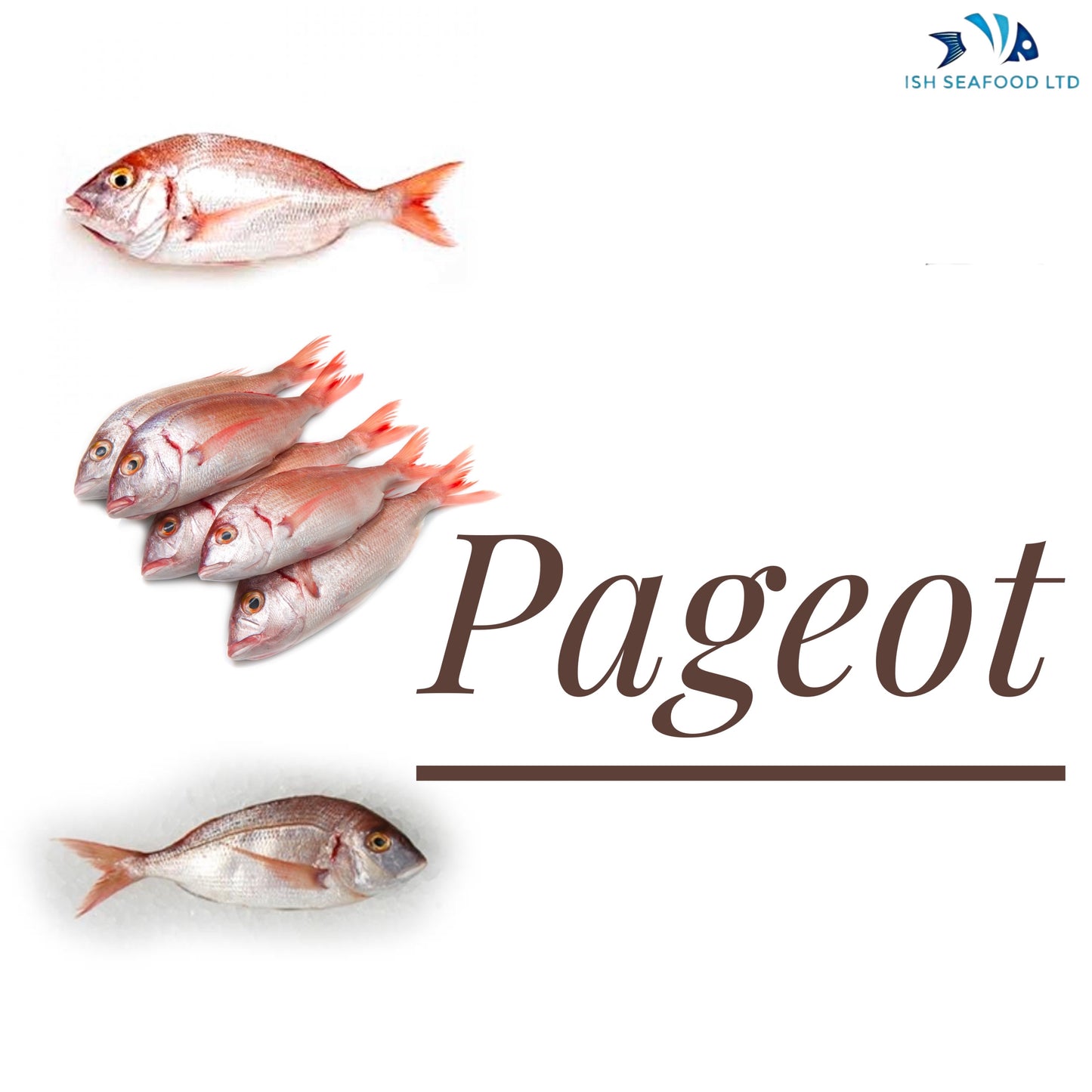 Pageot